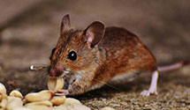 24 Hour & Emergency Exterminators in Craig, MT